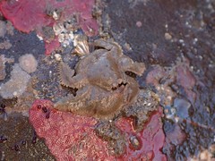 Hapalogaster cavicauda