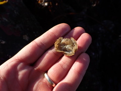 Hapalogaster cavicauda