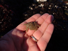 Hapalogaster cavicauda
