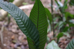 Tectaria singaporiana