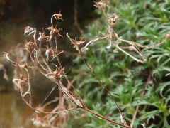 Saxifraga canaliculata
