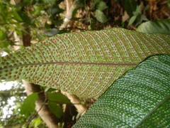 Tectaria singaporiana