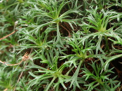 Saxifraga canaliculata
