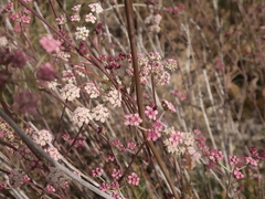 Seseli montanum