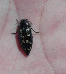 Buprestis bertheloti