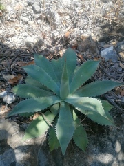 Agave seemanniana