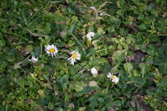 Bellis perennis