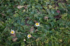 Bellis perennis