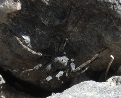 Pardosa saturatior