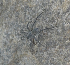Pardosa saturatior