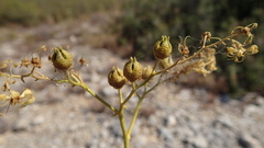 Ruta angustifolia