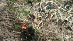 Noaea mucronata