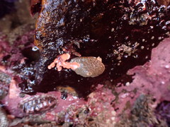 Diodorinae