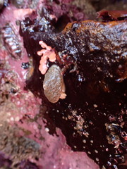 Diodorinae