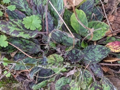 Hieracium glaucinum similatum