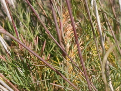 Seseli montanum