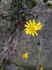 Hieracium glaucinum similatum