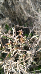 Noaea mucronata