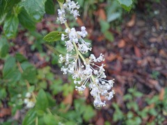 Ceanothus caeruleus