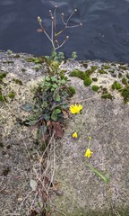 Hieracium glaucinum similatum