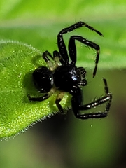 Xysticus bimaculatus