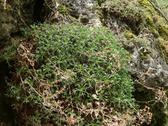 Saxifraga canaliculata