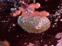 Diodorinae