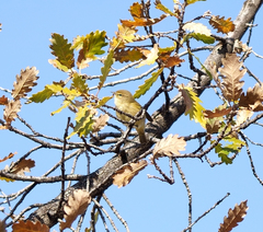 Phylloscopus collybita