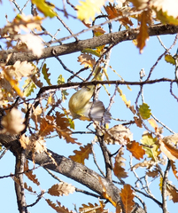 Phylloscopus collybita