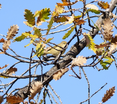 Phylloscopus collybita