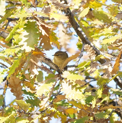 Phylloscopus collybita
