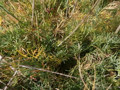 Seseli montanum