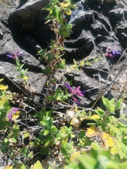 Salvia semiatrata