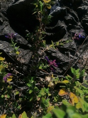 Salvia semiatrata