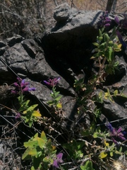 Salvia semiatrata
