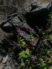 Salvia semiatrata