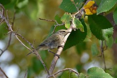 Phylloscopus collybita