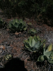 Agave potatorum