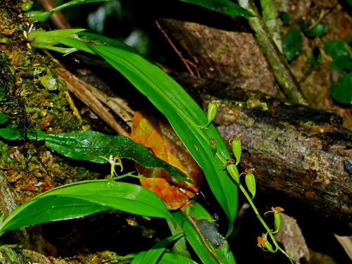 Image of Liparis bootanensis by (c) Jacy Chen, some rights reserved (CC BY)