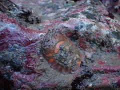 Placiphorella velata