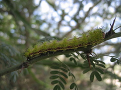 Paradirphia fumosa