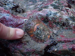 Placiphorella velata