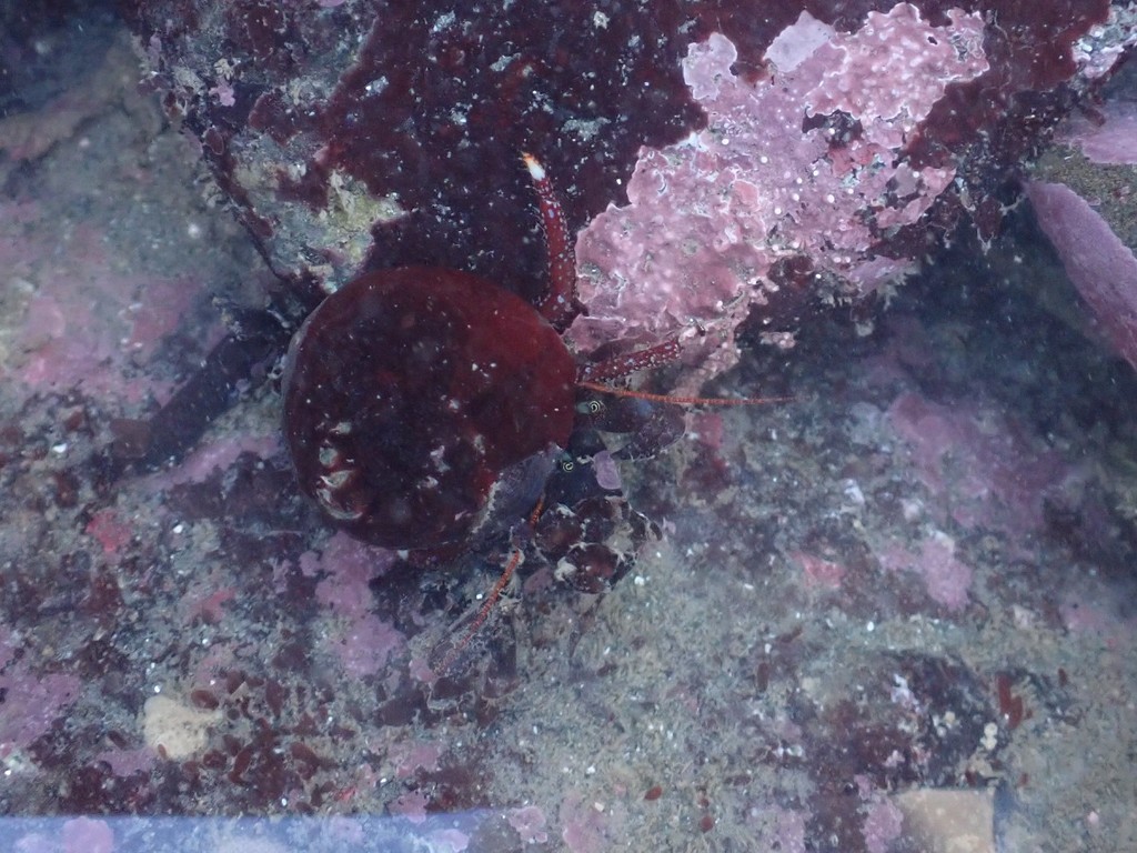 maroon hermit