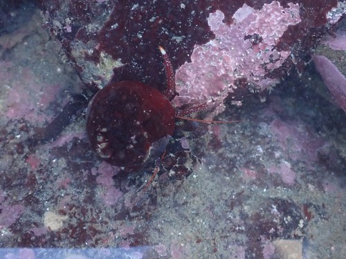 maroon hermit