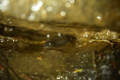 Desmognathus abditus