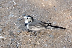 Motacilla alba