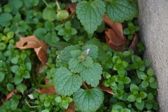 Lamium purpureum