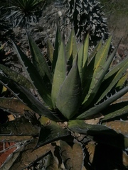 Agave kerchovei