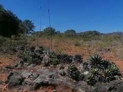 Agave kerchovei