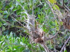 Tillandsia dasyliriifolia